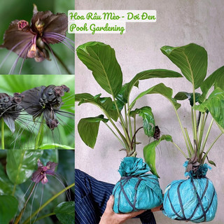 Cây hoa râu mèo