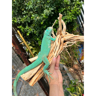 Khúc Lũa trang trí chuồng iguana, hồ cá, bể cá…