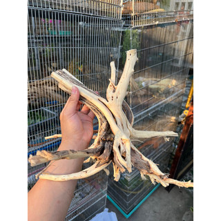 Khúc Lũa trang trí chuồng iguana, hồ cá, bể cá…