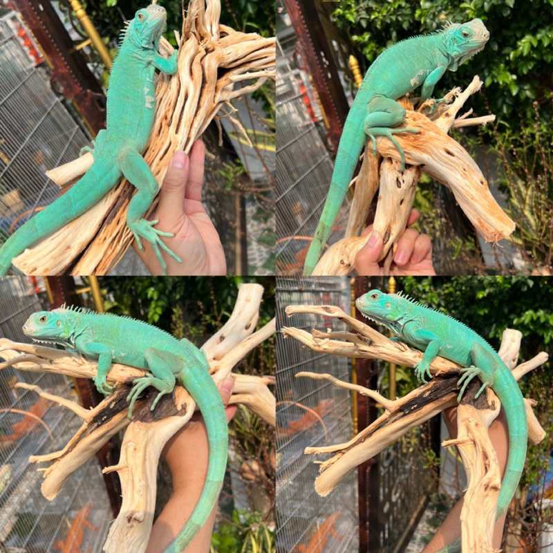 Khúc Lũa trang trí chuồng iguana, hồ cá, bể cá…