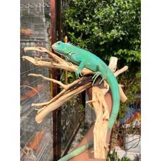 Khúc Lũa trang trí chuồng iguana, hồ cá, bể cá…