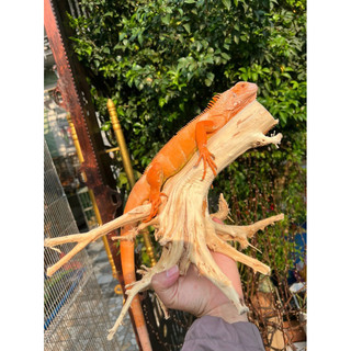 Khúc Lũa trang trí chuồng iguana, hồ cá, bể cá…