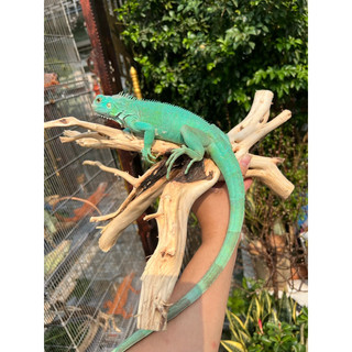 Khúc Lũa trang trí chuồng iguana, hồ cá, bể cá…