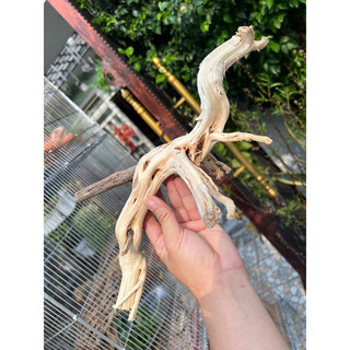 Khúc Lũa trang trí chuồng iguana, hồ cá, bể cá…