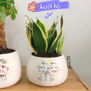Chậu Cây Lưỡi Hổ để bàn làm việc