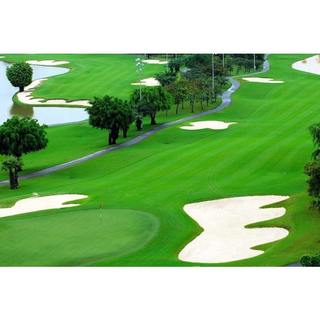 Hạt giống thảm cỏ bermuda - cỏ sân bóng,sân gold