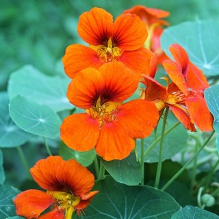 Hạt Giống Hoa Sen Cạn Lùn (5 Hạt)