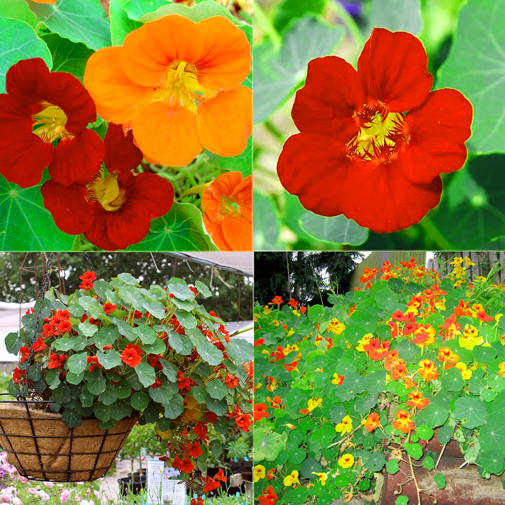 Hạt Giống Hoa Sen Cạn Lùn (5 Hạt)