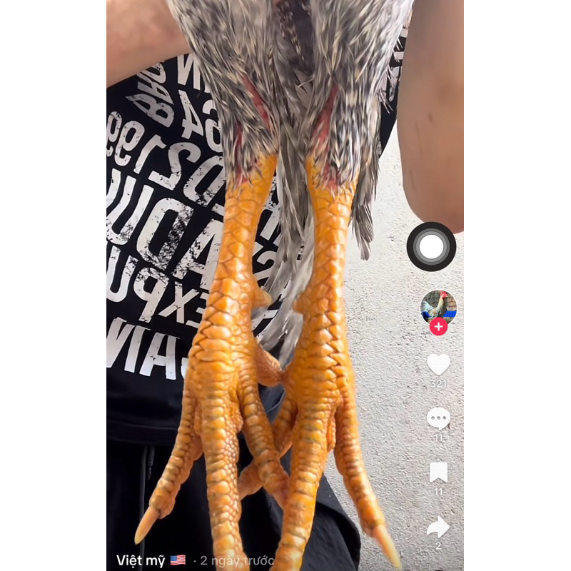 (Bao lớn 25kg) Cám gà con siêu tăng trưởng