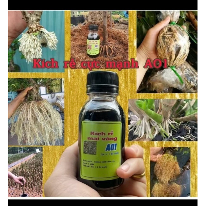 siêu kích rễ A01 - sắp đế