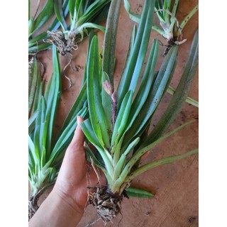 1khóm lan Hài vệ nữ đẹp