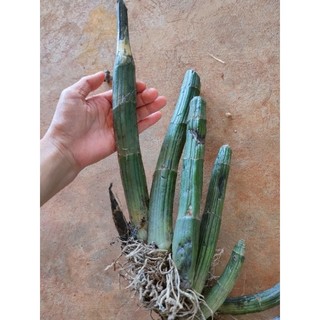 1 củ địa lan Hạc Đỉnh Trắng