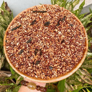 CỐM GẠO LỨT RONG BIỂN