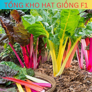 Hạt giống cải cầu vồng nhiều màu sắc