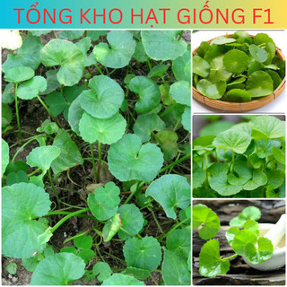 Hạt giống rau má lá to cao sản 200 hạt