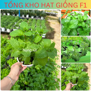 Hạt giống húng lủi, húng tròn, húng bạc hà âu