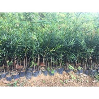 Cây giống tùng la hán -vạn niên tùng cây gieo hạt cao 40 đến 50cm chuẩn như hình