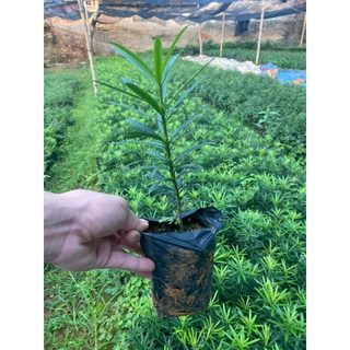 Cây giống tùng la hán -vạn niên tùng cây gieo hạt cao 10 đến 15cm chuẩn như hình