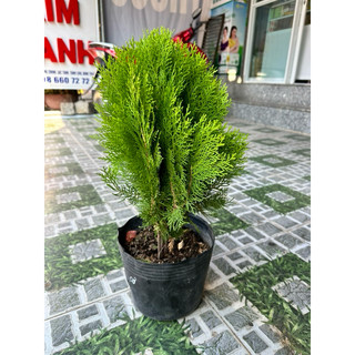 Cây Trắc Bách Diệp cao 50 - 60 cm