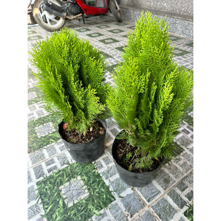 Cây Trắc Bách Diệp cao 50 - 60 cm