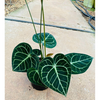 Chậu cứng Anthurium clarinervium - Môn tim
