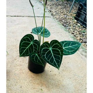 Chậu cứng Anthurium clarinervium - Môn tim
