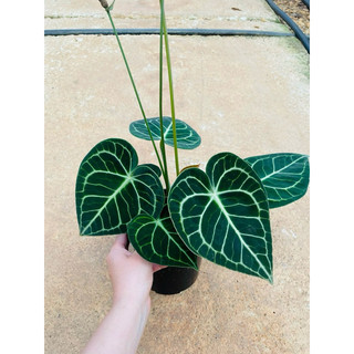 Chậu cứng Anthurium clarinervium - Môn tim