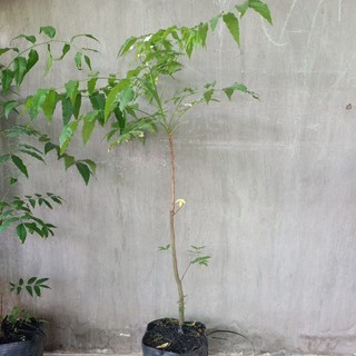 cây sầu đâu ăn lá loại lớn