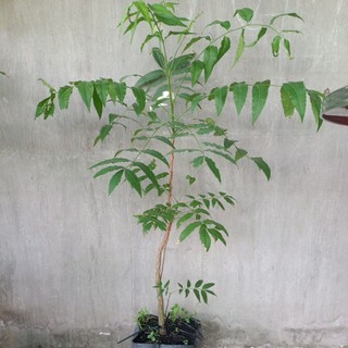 cây sầu đâu ăn lá loại lớn