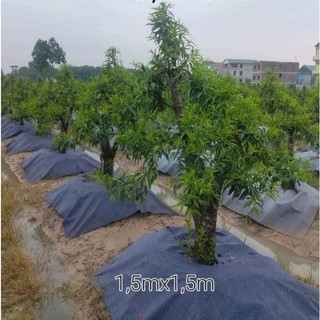 Bạt phủ chống cỏ dại (2mx 2m) bạt phủ gốc cây kích thước lớn