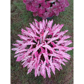 Caladium khumyingthong lá cuộn roll caladium- cây môn kiểng lá Thái lan