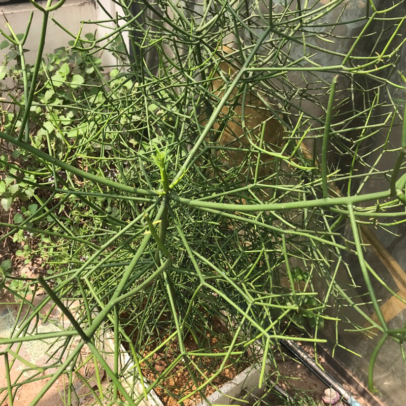 100g cành giao (xương cá)