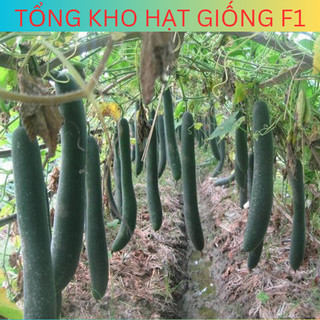 Hạt giống bí đao, bí sặt siêu trái F1