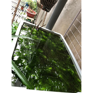 Rong đuôi chồn thả bể cá 🐟 trang trí bể thuỷ sinh Combo 2 nhánh đẹp!
