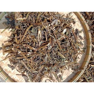 Cây Vòi Voi Khô/tươi