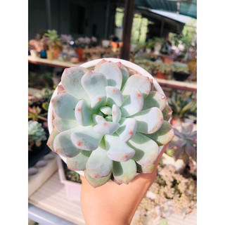 SEN ĐÁ MONROE THUẦN BB GARDEN 10CM