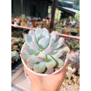 SEN ĐÁ MONROE THUẦN BB GARDEN 10CM