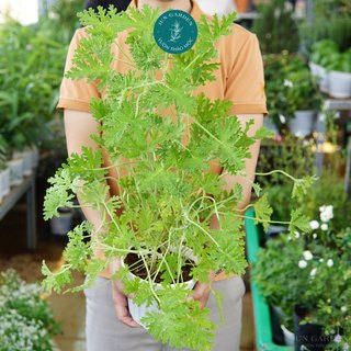 Chậu Phong Lữ Hoa Hồng Rose Scented Geraniums đuổi muỗi JUN GARDEN