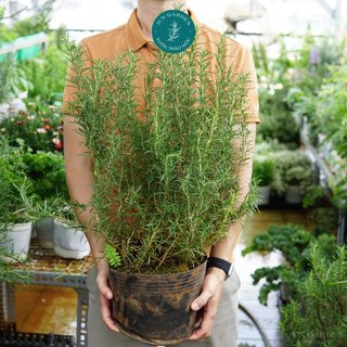 Chậu Cây Hương Thảo Đuổi Muỗi JUN GARDEN