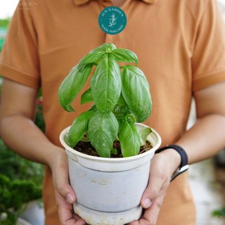 Cây Basil Húng Tây làm gia vị JUN GARDEN