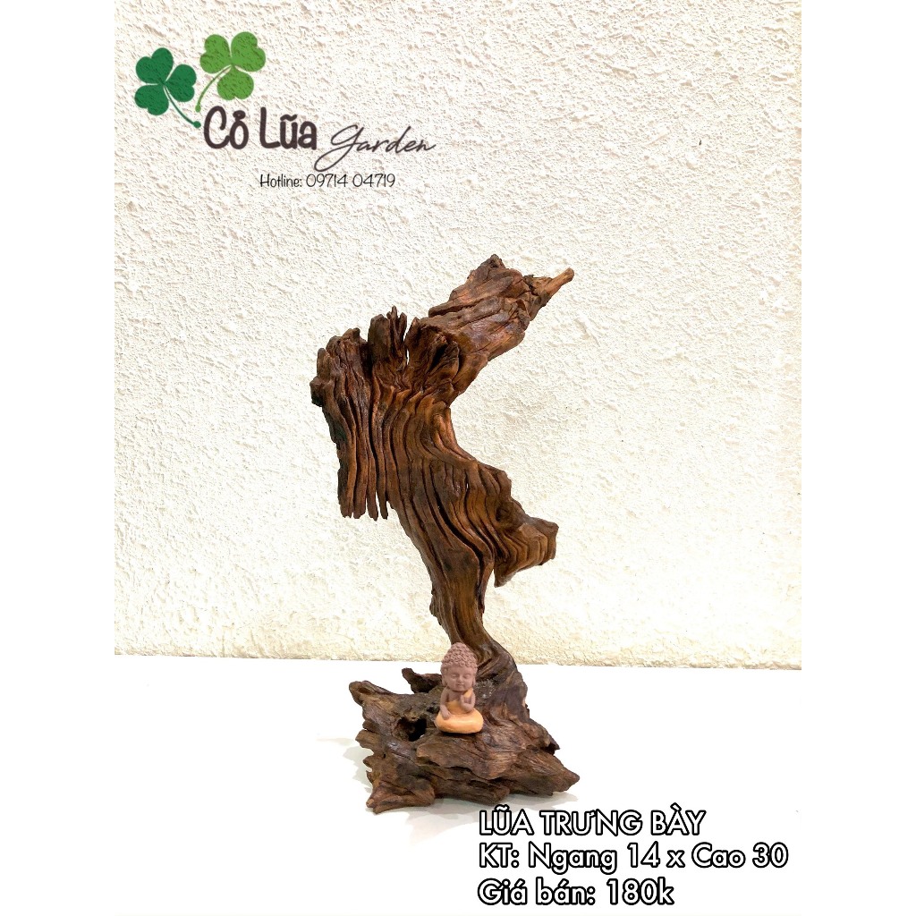 GỖ LŨA TRƯNG BÀY