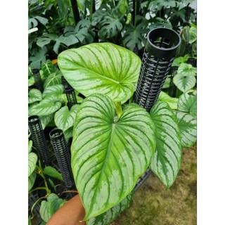 Cây Philodendron Mamei - cây kiểng lá