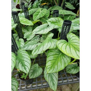 Cây Philodendron Mamei - cây kiểng lá