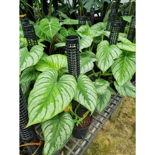 Cây Philodendron Mamei - cây kiểng lá