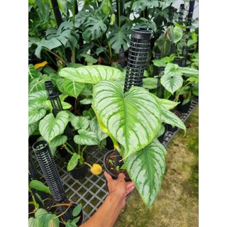 Cây Philodendron Mamei - cây kiểng lá