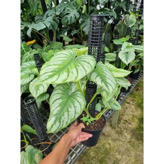 Cây Philodendron Mamei - cây kiểng lá