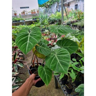 Cây trầu bà philodendron gloriosum - cây size lớn