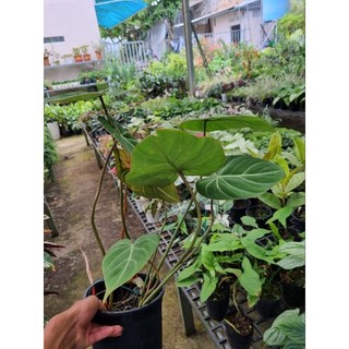 Cây trầu bà philodendron gloriosum - cây size lớn