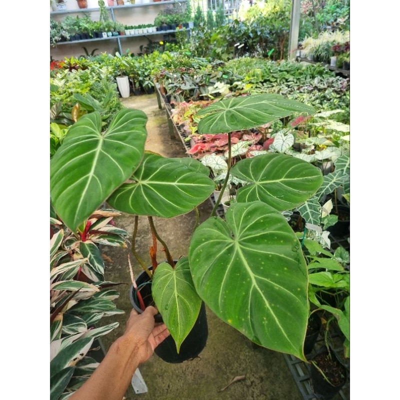 Cây trầu bà philodendron gloriosum - cây size lớn