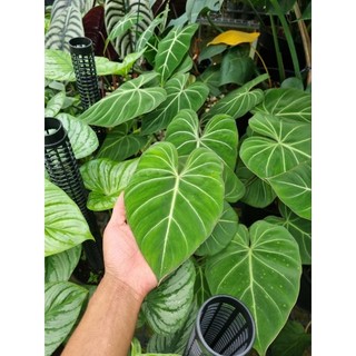 Cây trầu bà philodendron gloriosum - cây size lớn